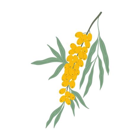 Premium Vector Sea Buckthorn Branch With Berries Hand Drawn