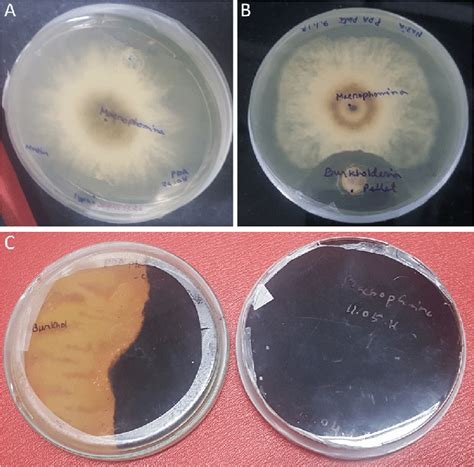 In Vitro Dual Culture Bacterialfungal Assay A Control M Phaseolina