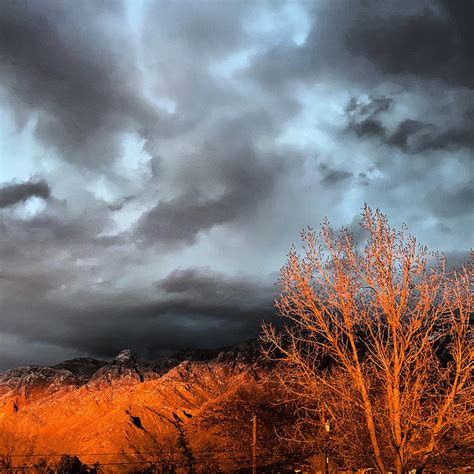 Copper Trees Photograph By Roberta Fotter Fine Art America