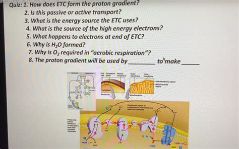 Solved Quiz: 1. How does ETC form the proton gradient? 2. Is | Chegg.com