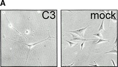 Model Depicting Proposed Roles Of Growth Factors And Adhesion To