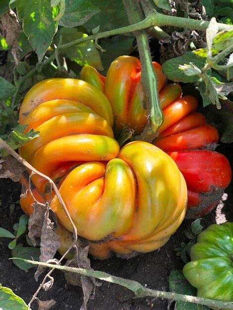 Cultivo De Tomates Grandes Y Extraños Foto De Verdura En El Huerto