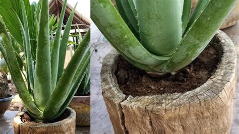 Growing Aloe Vera In Tree Stump And Pruning Large Aloe Vera Youtube