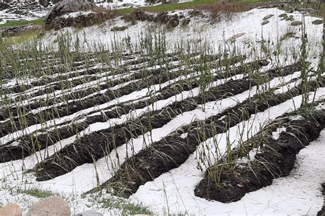 Junín granizada afecta 70 hectáreas de cultivos en centros poblados de