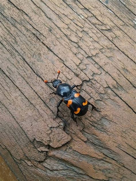 42 Common Beetles In Florida Pictures And Identification