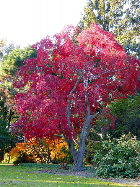 Gorgeous Japanese Maple Tree Stanley Zimny Thank You For Million