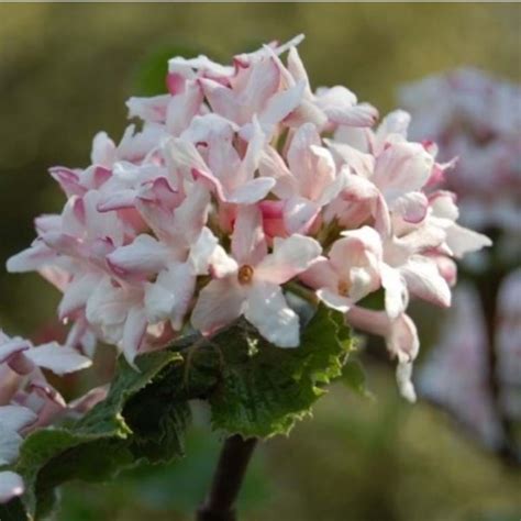 Viburnum carlesii