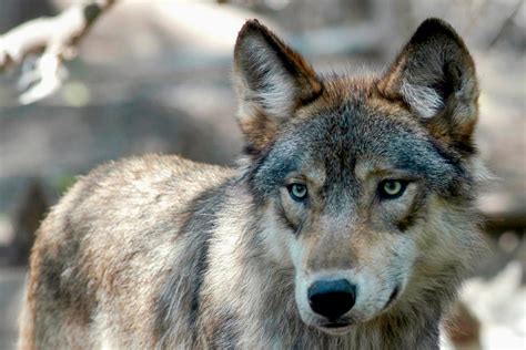 Colorado Voters Bring Back Wolves The Washington Post