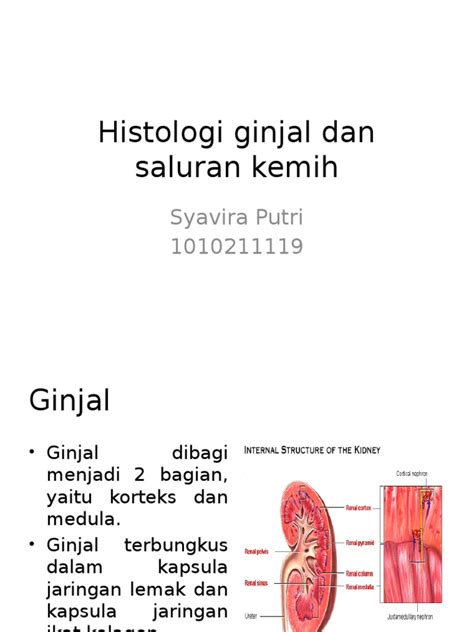 Pdf Histologi Ginjal Dan Saluran Kemih Dokumen Tips