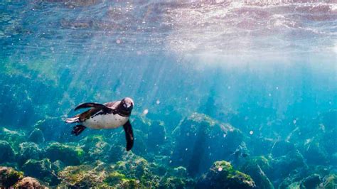 Galapagos Penguin: Spheniscus mendiculus