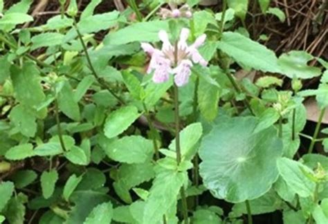 Enh1333ep597 Biology And Management Of Florida Betony Stachys