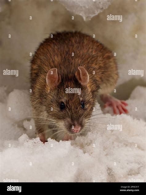 Very Large Rat Hi Res Stock Photography And Images Alamy