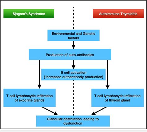 A Similarity Between The Pathogenesis Of Sjogren S Syndrome And Download Scientific Diagram