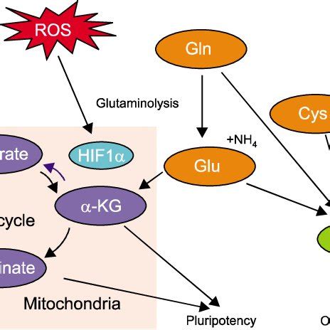 Role Of Ros Induced Hif In Regulation Of Glycolytic Metabolism Ros