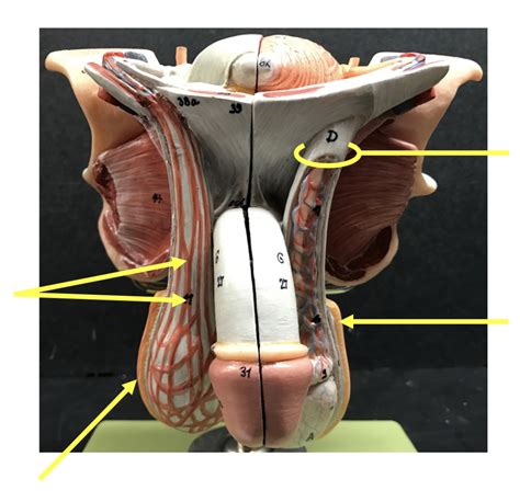 Scrotum Diagram Quizlet