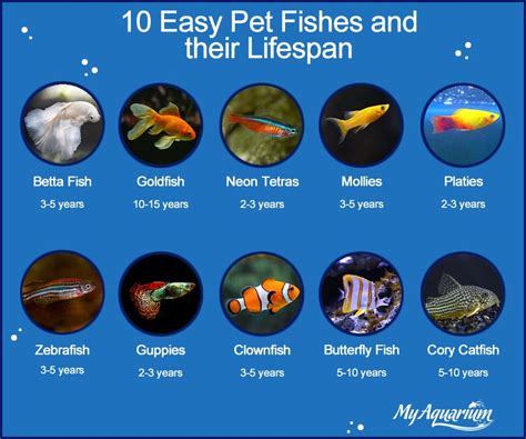 Best 10 Gallon Fish Tanks Professional Aquarium Fish Tank Advice