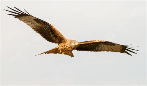 Awesome Bird Of Prey In Flight Background And Picture For Free Download Pngtree