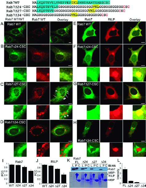 Subcellular Localization Of Egfp Rab Csc Proteins The Hvd Of Rab Is