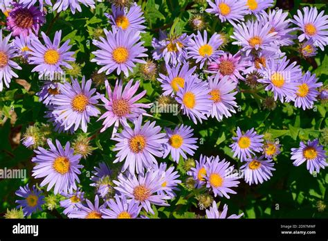 Almwiesen Asteraceae Fotos Und Bildmaterial In Hoher Aufl Sung Alamy