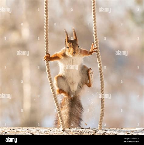 Red Squirrel Jumping Between Ropes Stock Photo Alamy