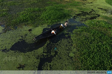 Fotojournalismus Afp Photo Kashmiri Women Paddle A Boat Past Aquatic