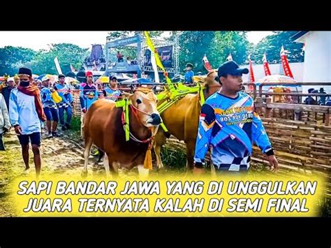 SAPI SAPI YANG SEMPAT DI UNGGULKAN DI PIALA PRESIDEN YouTube