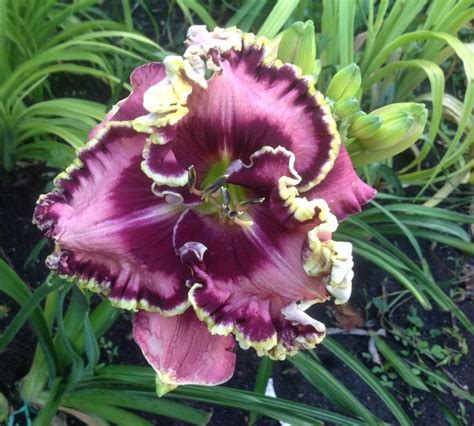 Photo Of The Bloom Of Daylily Hemerocallis Joy Of My Heart Day