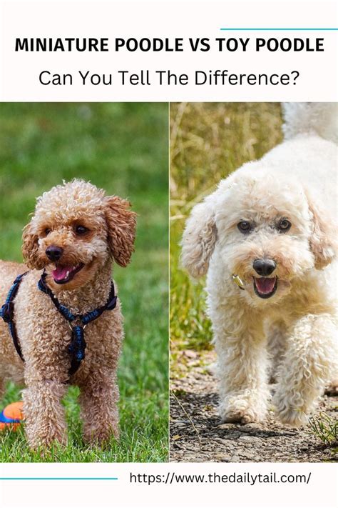 Miniature Poodle Vs Toy Poodle Can You Tell The Difference In 2023