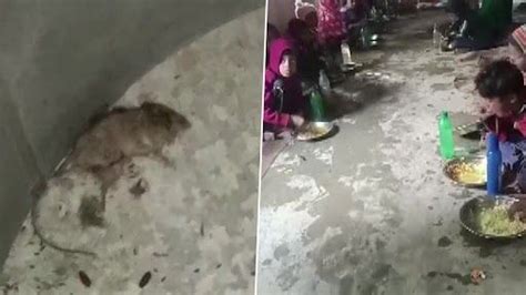 Rat And Lizard Found In Mid Day Meal মিড ডে মিলের খাবারে মিলল মরা