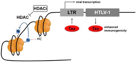 Mode Of Action Of Histone Deacetylase Inhibitors Hdaci As Latency