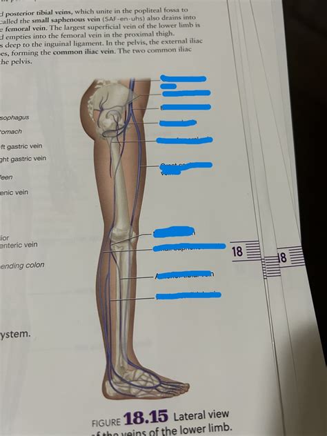 Lateral View Of The Veins Of The Lower Limb Diagram Quizlet