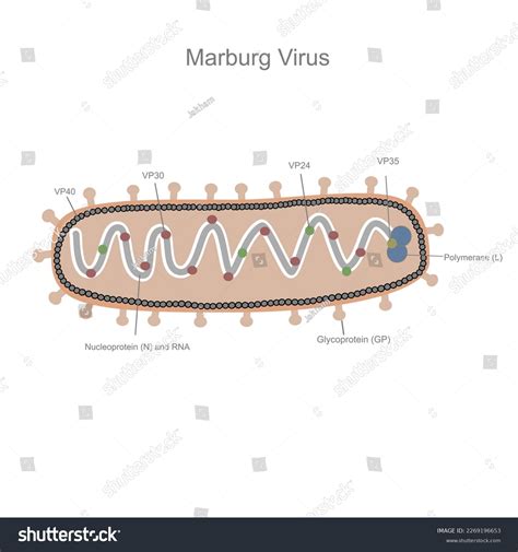 Important Structure Shape Marburg Virus That Stock Vector (Royalty Free ...