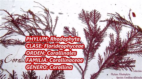 Todo Lo Que Necesitas Saber Sobre Coralina Officinalis Y Coralina