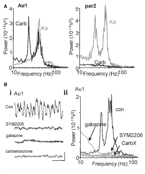 Figure 1 From Frontiers In Neural Circuits Neural Circuits Semantic Scholar