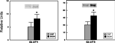 Western Blot Analysis Of The Glucose Transporters Glut1 And Glut3 In