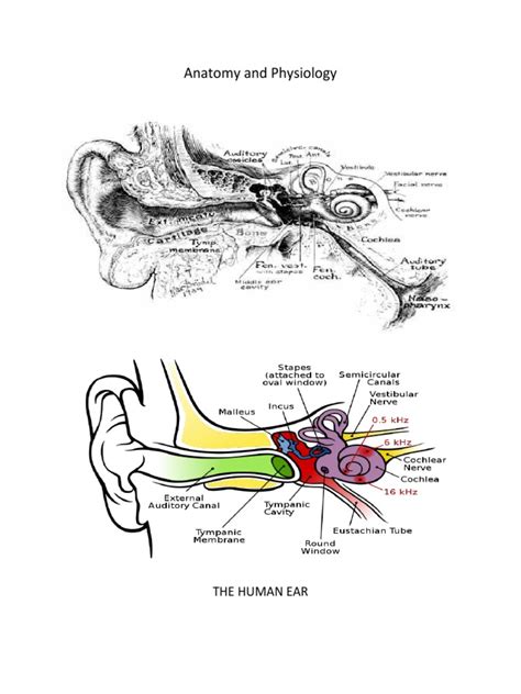 Anatomy and Physiology: The Human Ear | PDF | Ear | Auditory System