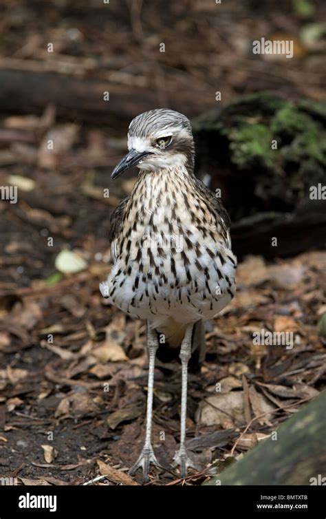 A Bush Stone Curlew Bird Burhinus Grallarius Stock Photo Alamy