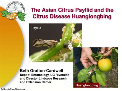 Ppt The Asian Citrus Psyllid And The Citrus Disease Huanglongbing Powerpoint Presentation Id