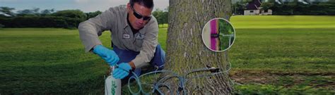 Calgary Tree Disease Control Services Your Tree Doctor