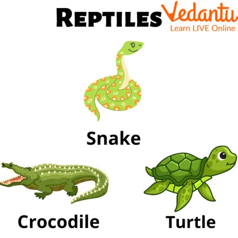 Reptilia Examples