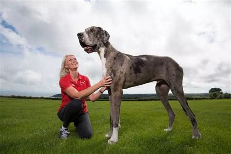 Brit Great Dane Who S Ft In Tall Is In The Running To Be Named