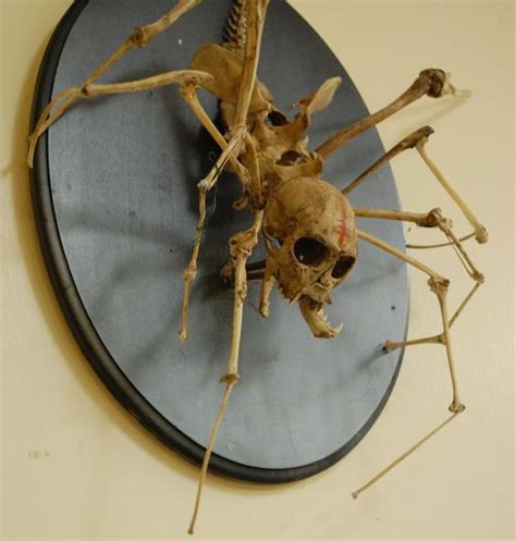 Spider Skeleton Creepy Taxidermy Art Spider Monkey Articulated Mount