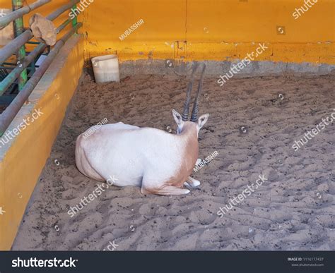 Arabian Oryx Zoo Stock Photo 1116177437 Shutterstock