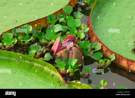 Giant Water Lily Stock Photo - Alamy