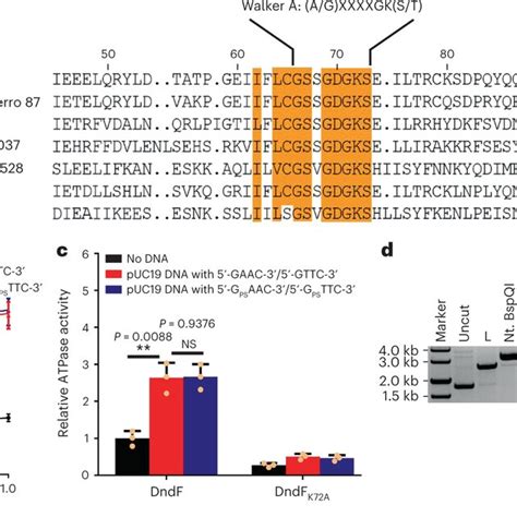 Atpase Activity Of Dndf And Its Involvement In Dndfgh Nicking A