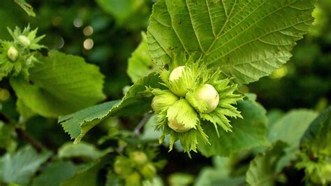 Hazelnut Plant