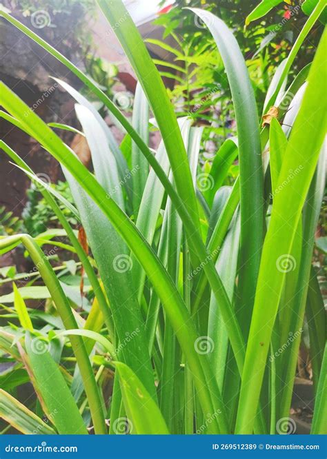 Green Pandan Leaves Give A Beautiful Impression On The View In Cikarang