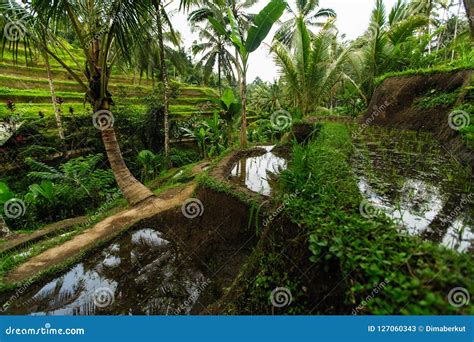 Terrazas Verdes Del Arroz En La Isla De Bali Indonesia Naturaleza