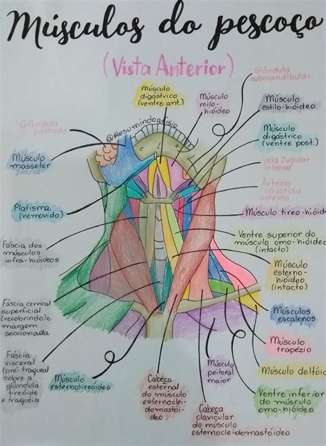 Guia completo sobre Músculos do pescoço Blog Fisioterapia