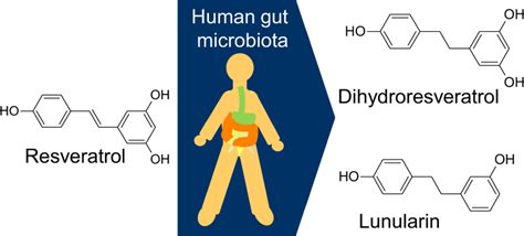 Chemical Structures Of Resveratrol And Its Metabolites Download